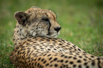 Close-up of female cheetah lying in grass