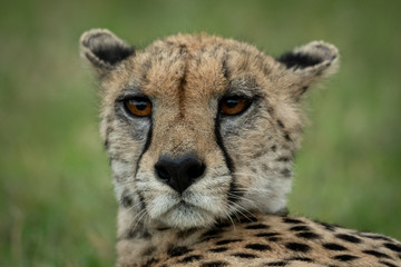 Close-up of cheetah with ears pinned back