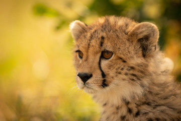 Close-up of cheetah cub sitting looking left