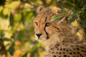 Close-up of cheetah cub sitting under leaves