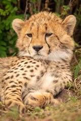 Close-up of cheetah cub resting under bush