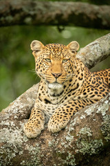Close-up of leopard looking right in tree