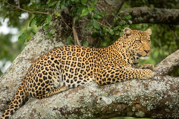 Close-up of leopard resting on lichen-covered branches