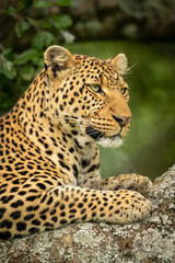 Fototapeta na wymiar Close-up of leopard facing right on branch