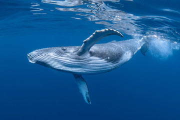 Baby Humpback Whale Calf In Blue Water - obrazy, fototapety, plakaty