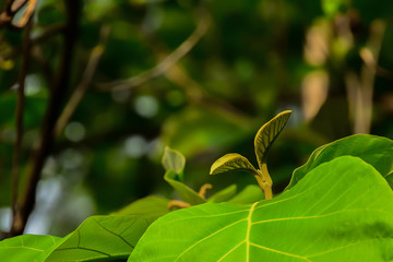 The leaves of the teak tree, which, if observed well, will see small hairs covering the entire leaf.