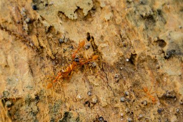 Red ants help bring the victim back to the nest.