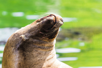 sea lion lying in the sun on the seashore