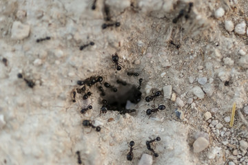 ant hole and ants returning to their nests
