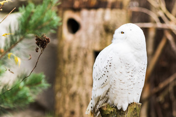 Snowy owl perched on a branch in spring