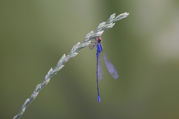 Male of red-eyed damselfly (Erythromma najas) is sitting on grass