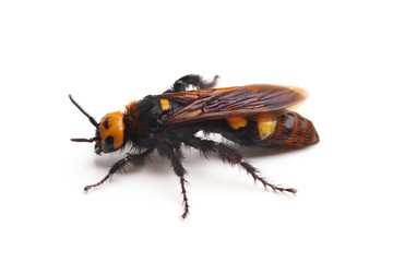 Female of mammoth wasp, Megascolia maculata isolated on white