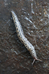 Slug on wet iron surface