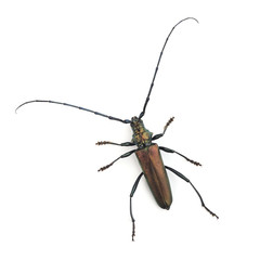 The musk beetle (Aromia moschata) isolated on white