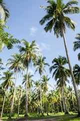Naklejka na ściany i meble Coconut plantation in Thai.