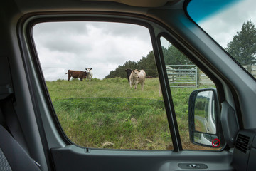 New Zealand campervan Cattle cows