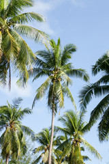 Fototapeta na wymiar Coconut plantation in Thai.