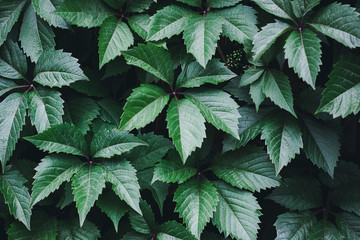 Wild grape leaves for texture,  background from dark green foliage