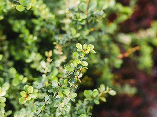 Detail of green buxus sempervirens shrub, branches with leaves. Beautiful decoration on green wall fence.
