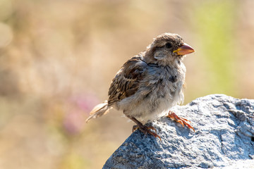 House Sparrow Passer domesticus in natural background