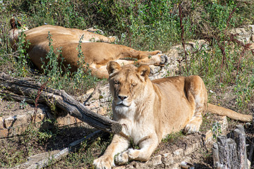 A portrait of a lioness, she lies in the grass in the savannah