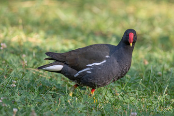 Eurasian common moorhen (Gallinula chloropus) also known as marsh hen