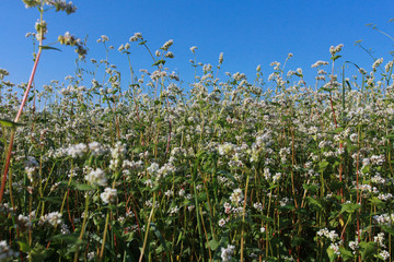 Fototapeta premium Blooming buckwheat against clear, blue sky. Farming, agriculture, harvest concept. Flower, field, summer, closeup