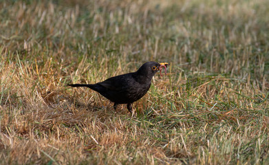 The male Blackbird in spring plumage.Wildlife photo