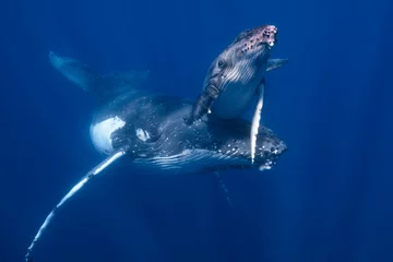 Papier Peint photo Bleu foncé Une mère et son petit baleine à bosse dans l& 39 eau bleue