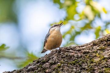Eurasian Nuthatch Sitta europaea sitting on a tree branch.