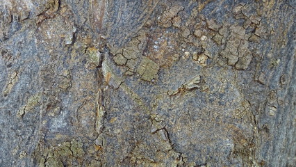 Textura arbol viejo