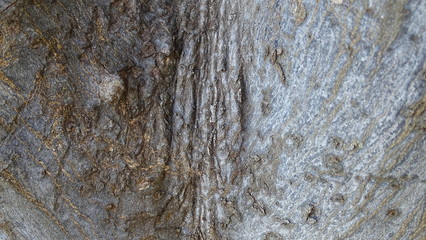 Textura tronco arbol rugoso y suave