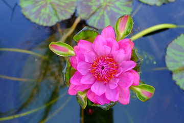 beautiful lotus flower or water lily in pond
