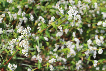 Buckwheat flower closeup. Agriculture, harvest, farming concept. Green plant, summer, blooming, field, background