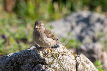 House Sparrow Passer domesticus in natural background