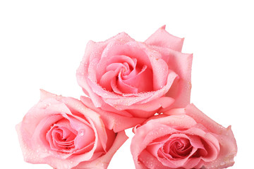 Fototapeta premium three roses isolated on white background