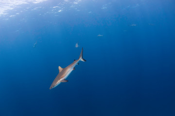 A Grey Whaler Shark Swims By With More Sharks in the background