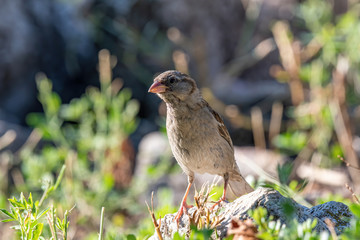 House Sparrow Passer domesticus in natural background