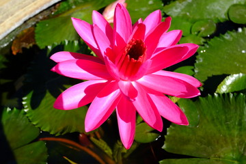 beautiful lotus flower or water lily in pond