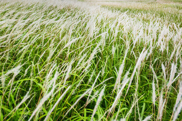 Grass flower and tropical meadow. .