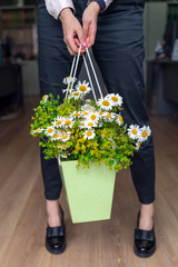 The bouquet of chamomile in paper green backet in women hands. Office decoration concept.
