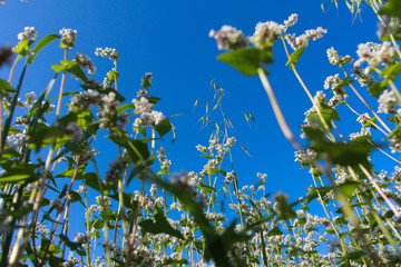 Buckwheat flowers against clear blue  sky. Low angle, bottom view. Farming, harvest, agriculture concept. Blooming field, summer, closeup