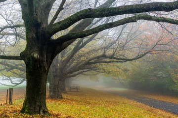Yellow leaves falling from gnarly trees in fall or autumn