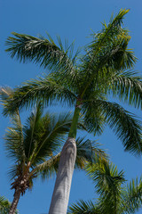 Obraz na płótnie Canvas Mazatlan Mexico Park palmtrees