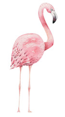 Obraz premium Hand drawn watercolor tropical birds set of flamingo. Exotic rose bird illustrations, jungle tree, brazil trendy art. Perfect for fabric design. Aloha collection.