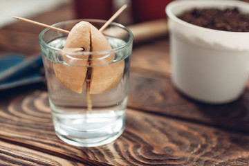 Avocado seed with sprout growing put in glass with water using toothpicks. Transplanting in a pot. Gardening