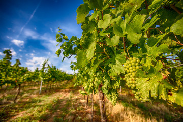 Fototapeta na wymiar green grapes in summer vineyard