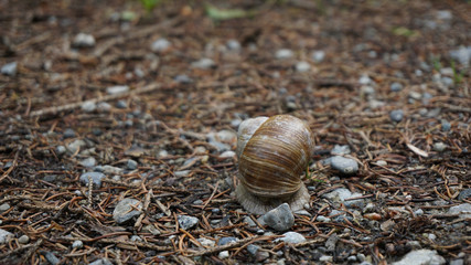 Weinbergschnecke