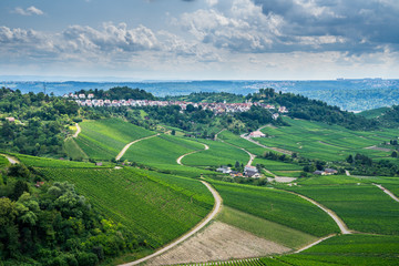 Fototapeta na wymiar Germany, Green vineyards and forest surrounding stuttgart district rotenberg on a mountain in summer