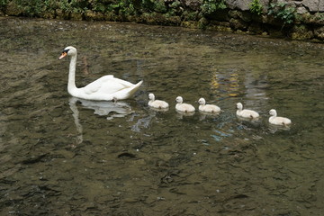 Schwan
